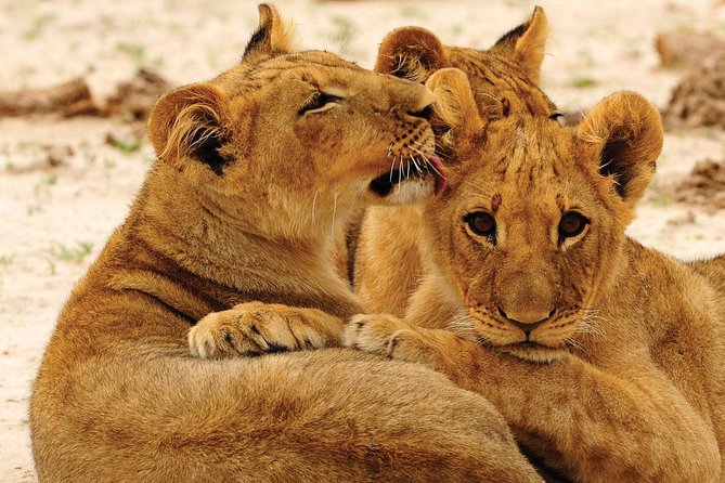 Hwange National Park Full Day Game Drive Safari - Why Hwange makes a worthwhile day trip from Victoria Falls