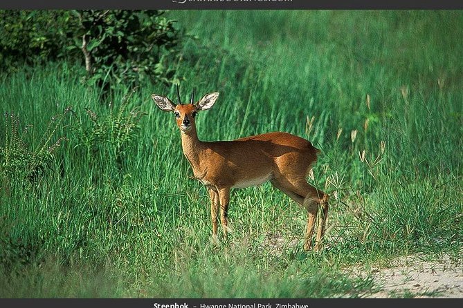 Hwange National Park Full Day Game Drive Safari - Eight hours searching Hwange for wildlife