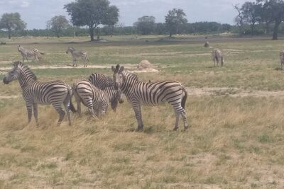 Hwange National Park Full Day Trip