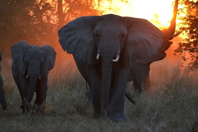 Hwange National Park Full Day Trip - What the $365 price really covers