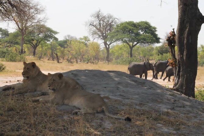 Hwange National Park Full Day Trip - The small-group setup and guiding style