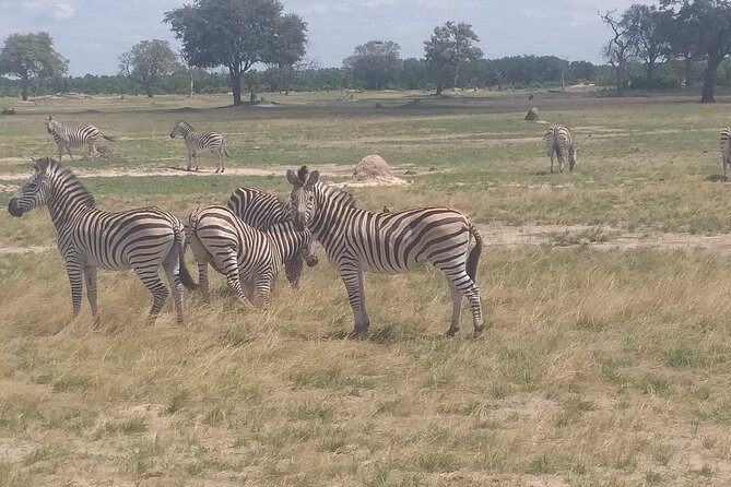 Hwange National Park Full Day Trip - The 9:00 AM morning game drive
