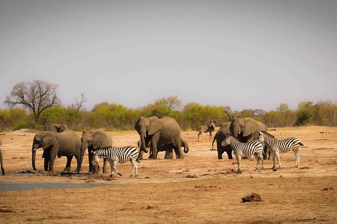 Hwange (Safari) Day Trip from Victoria Falls - Why Hwange is worth the long road from Victoria Falls