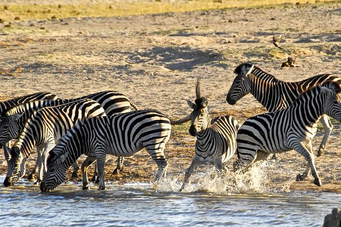 Hwange (Safari) Day Trip from Victoria Falls - The midday lunch break at Hwange Main Camp