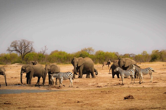 Hwange (Safari) Day Trip from Victoria Falls - Who will enjoy this safari most