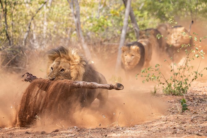 Lion & Wildlife Sanctuary Excursion Victoria Falls - The guide can shape the whole visit