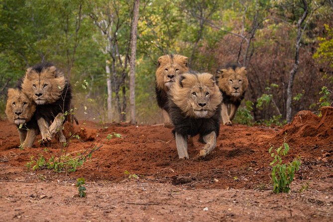 Lion & Wildlife Sanctuary Excursion Victoria Falls - About the three-hour schedule