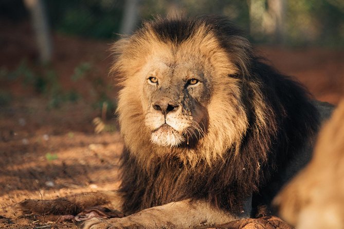 Lion & Wildlife Sanctuary Excursion Victoria Falls - How the price compares with a safari
