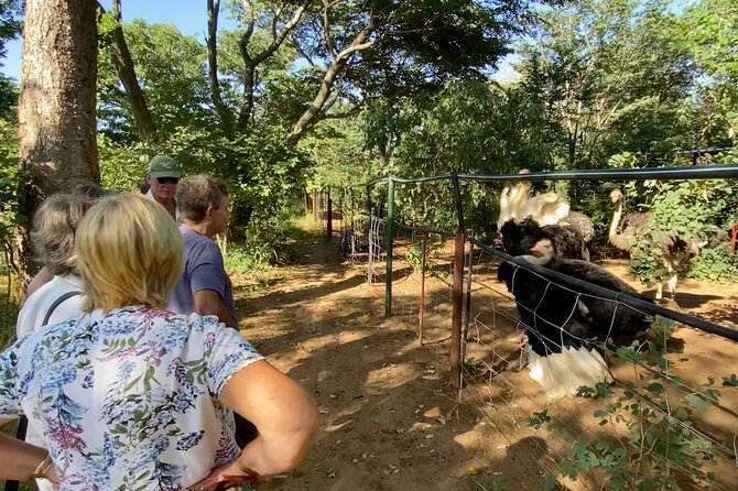 Lion & Wildlife Sanctuary Excursion Victoria Falls - Who will enjoy this most