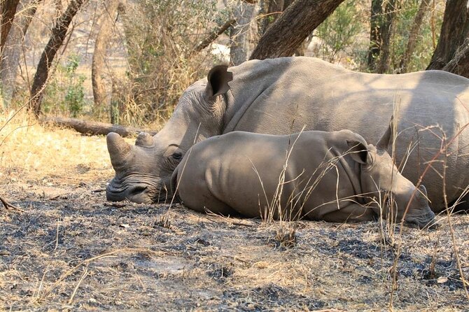 Matobo Rhino Encounter - Lunch, photographs, and the late-afternoon finish