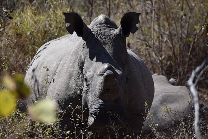 Matobo Rhino Encounter - Safety, respect, and what to pack