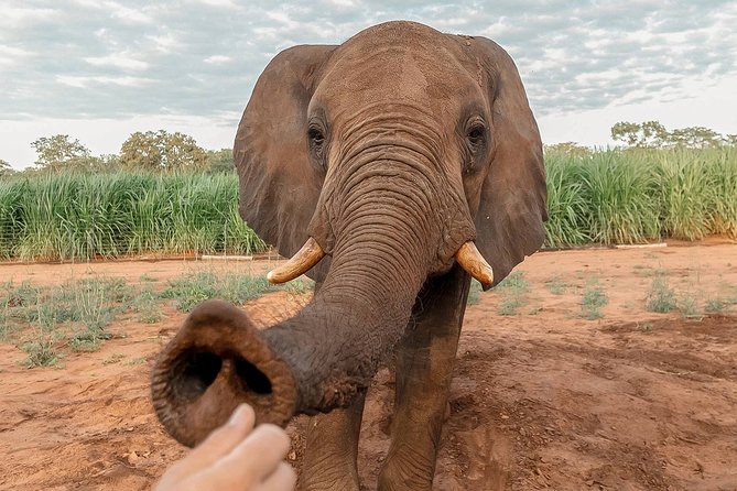 Moments with Elephants - Meeting Zimbabwe’s elephants near Victoria Falls