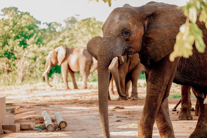 Moments with Elephants - Why the small group size matters