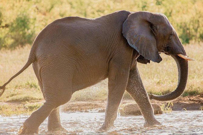 Moments with Elephants - Timing, transport, and planning tips