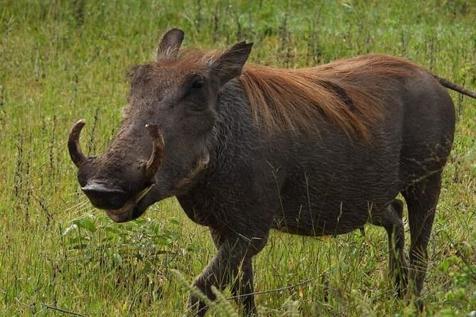 Private Guided Tour in Victoria Falls - A private start to Victoria Falls