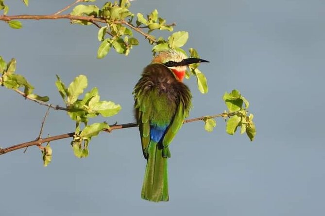 Private Guided Tour in Victoria Falls - Choosing sunrise, daytime, or Luna