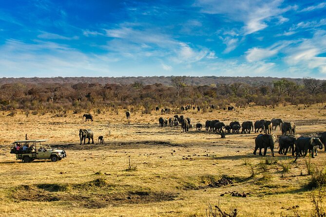 Safari Game Drive in the Savannah with Hotel pickup 3 times daily - A short safari with a wild-card payoff