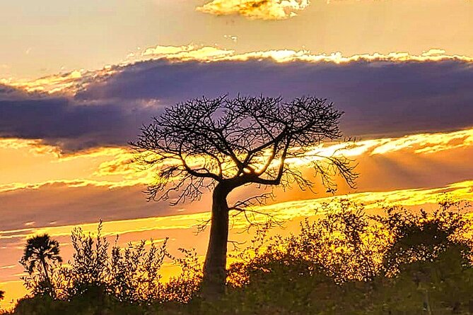 Safari Game Drive in the Savannah with Hotel pickup 3 times daily - Hotel pickup and the three daily departures