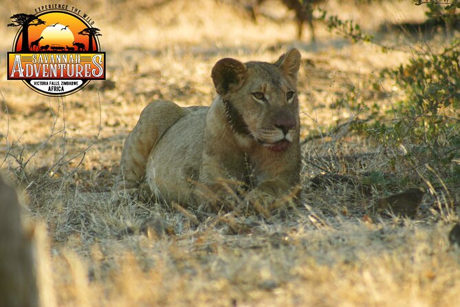 Safari Game Drive in the Savannah with Hotel pickup 3 times daily - What the $115 price really covers