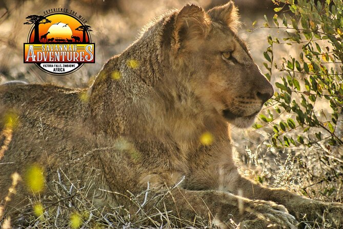 Safari Game Drive in the Savannah with Hotel pickup 3 times daily - The biggest risk: seeing very little