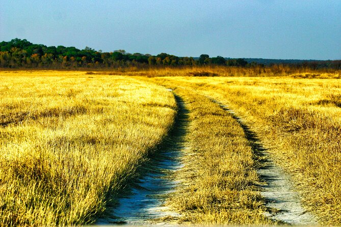 Safari Game Drive in the Savannah with Hotel pickup 3 times daily - Who should choose this Victoria Falls safari?