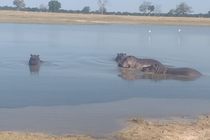 Safari Game Drive in Zambezi National Park - Key points to know before booking