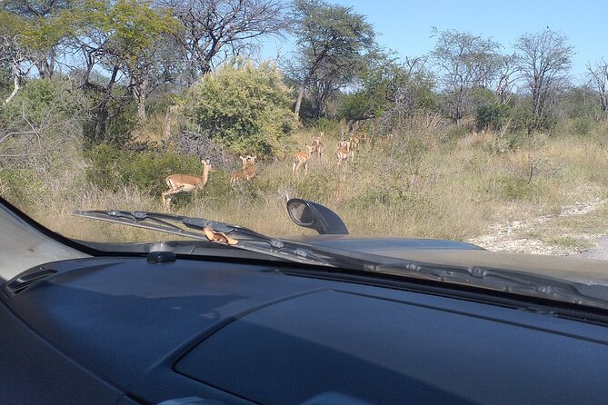 Safari Game Drive in Zambezi National Park - Choosing between the early morning and afternoon drive