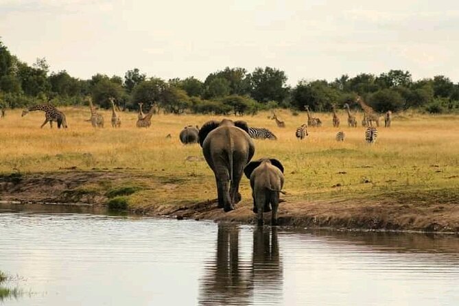 Safari Game Drive in Zambezi National Park - Finding elephants, giraffes, lions, and rhino