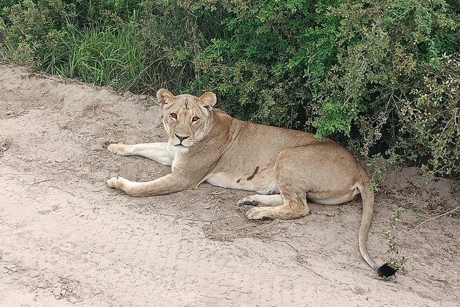Safari Game Drive in Zambezi National Park - Where the tour can disappoint