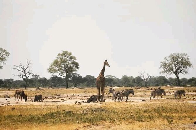 Safari Game Drive in Zambezi National Park - Who will get the most from this safari