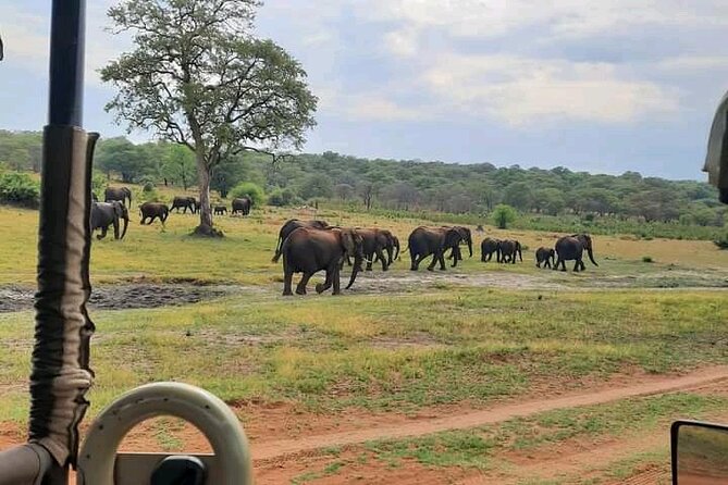 Safari Game Drive in Zambezi National Park - What the 4WD ride is really like