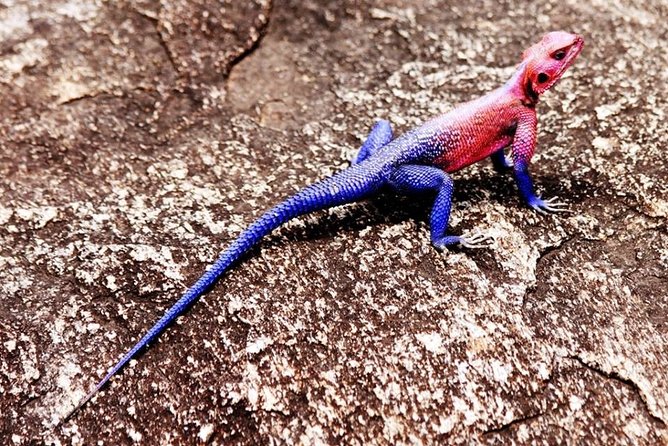 Silunguzi Matopos Village & Rock Paintings Visit ! - Hiking to the Elephant Cave and Fish Cave