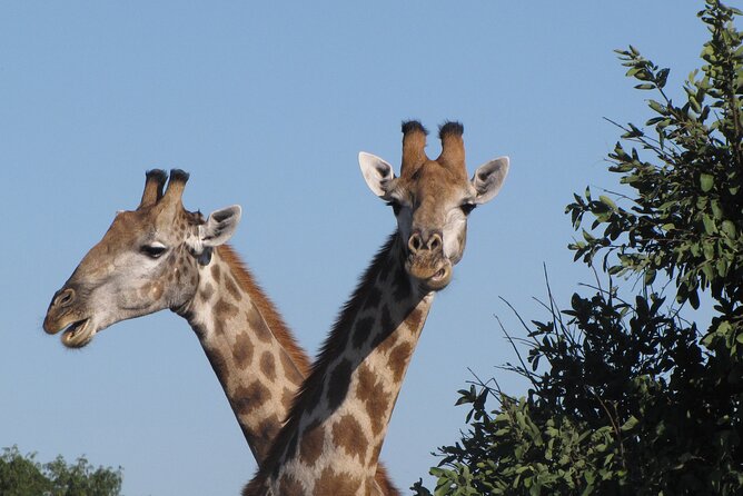 Small Group: Zambezi National Park Guided Game Drive - Choosing between 6 a.m. and 3 p.m.