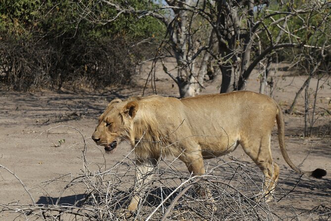 Small Group: Zambezi National Park Guided Game Drive - The wildlife you might see