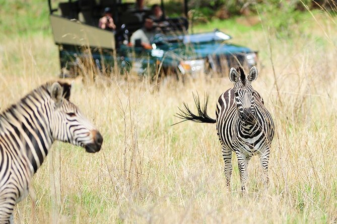 Small Group: Zambezi National Park Guided Game Drive - Guides who add value to the drive