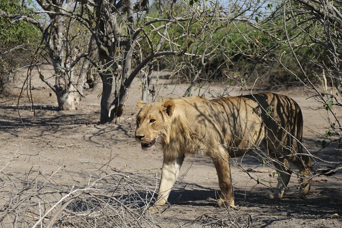 Small Group: Zambezi National Park Guided Game Drive - Refreshments beside the Zambezi