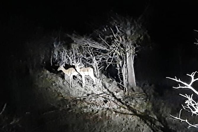 Stargazing and Moonlight Experience - What the stargazing portion really offers
