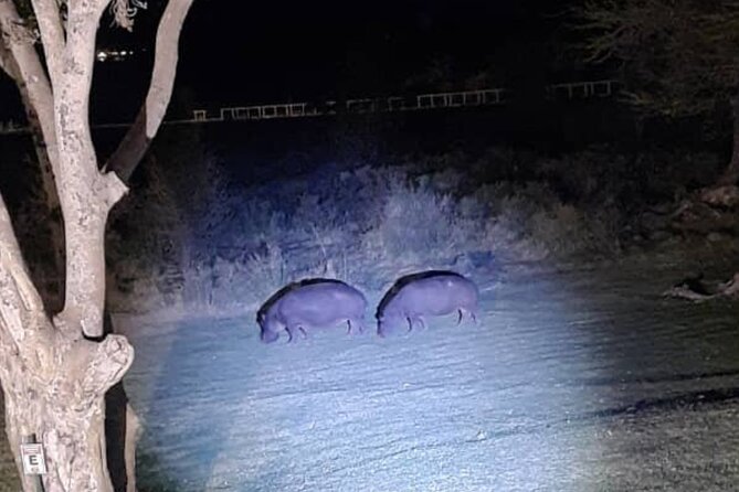 Stargazing and Moonlight Experience - The moonlight route through the bush