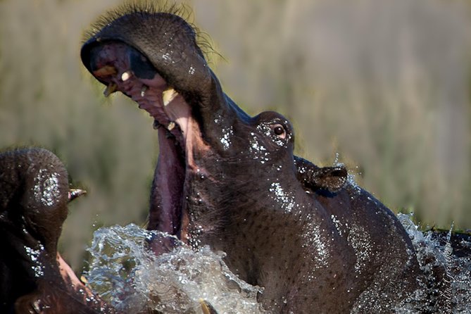 Sundowner Cruise on Zambezi River (Zimbabwe) - Wildlife watching from the river