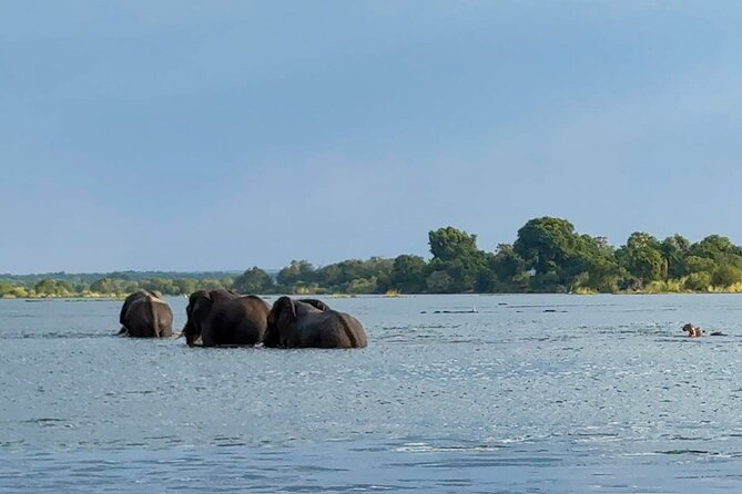 Sunset Cruises on the Zambezi River from Victoria Falls - Wildlife on the Zambezi: what you might see