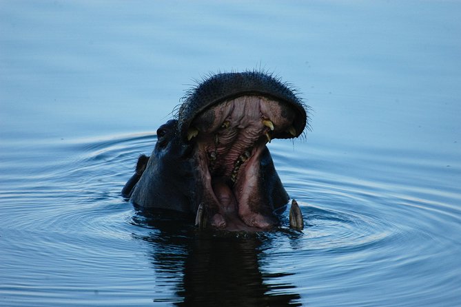 Sunset Cruises on the Zambezi River from Victoria Falls - Timing, delays, and the practical details