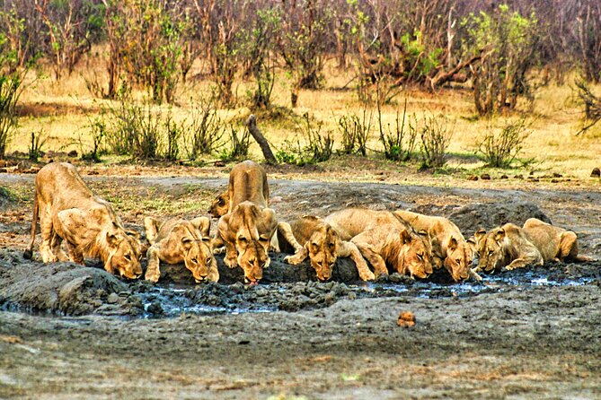 Unique Safari Game Drives in Zambezi National Park, 4 Options - Food and the highly praised service