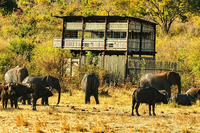 Unique Safari Game Drives in Zambezi National Park, 4 Options - Four safari choices, four different moods