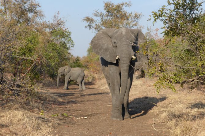 Upper Zambezi Canoeing - Paddling past hippos, elephants, and crocodiles