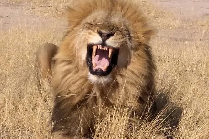 Victoria Falls And Chobe - Guides, transport, and the human side of the trip