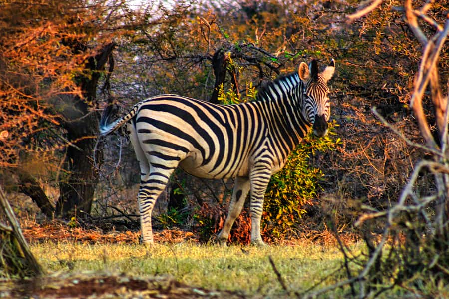 Victoria Falls: Baobab Safari - Sunrise and Mid Morning - The Zambezi gorge viewpoint