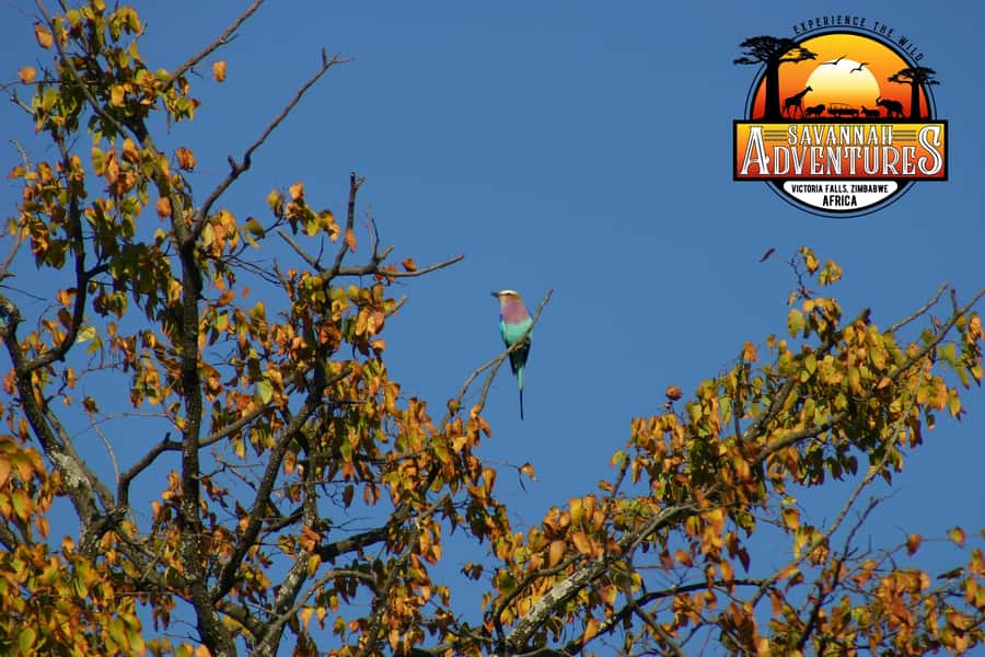 Victoria Falls: Baobab Safari - Sunrise and Mid Morning - How much wildlife can you expect?