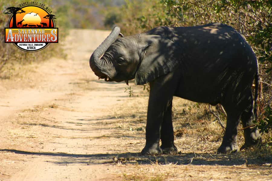 Victoria Falls: Baobab Safari - Sunrise and Mid Morning - Who will enjoy this two-hour safari?