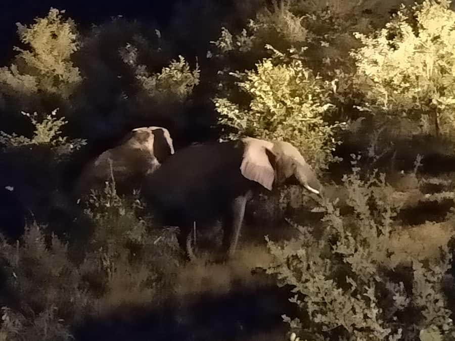 Victoria Falls: Bush Experience and Stargazing D-F-ES-GB - Language choices and guide quality