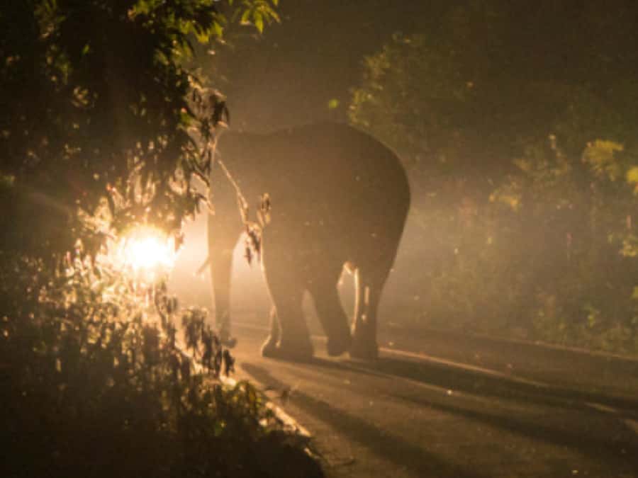 Victoria Falls: Bush Experience and Stargazing D-F-ES-GB - Who should book this Victoria Falls night safari